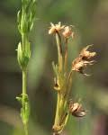 Image result for Exochaenium platypterum