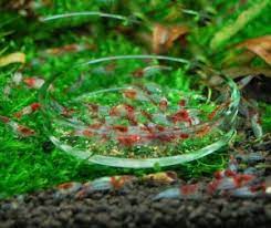 Video kali ini masih tentang aquarium. 7 Ide Hiasan Aquarium Cantik Yang Murah Meriah