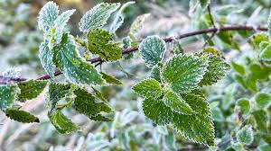 Pogoda w Białymstoku. Prognoza na środę 29 kwietnia. Poranne przymrozki i wysokie ciśnienie