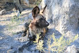 In our african wild dog guide, learn more about the species, including diet, habitat and why they're endangered. Natucate Blog African Wild Dogs Behaviour Natucate