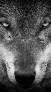 We did not find results for: White Wolf Apple Iphone 7 750x1334 Wallpapers Mobile Abyss