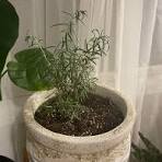 How to care for a rosemary plant in a hot location?