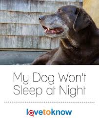 My Dog Won T Sleep At Night Lovetoknow Sleeping Puppies Dogs Sleeping Dogs