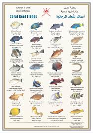 Coral Reef Fishes Poster Chart Salt Water Fish