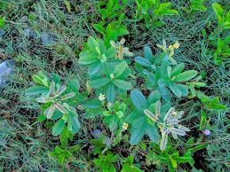 Image result for Crotalaria comosa