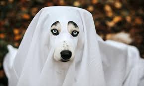 Learn about los animales with free interactive flashcards. Los 4 Animales Mas Representativos Del Carnaval