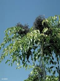 Image result for Polyscias kivuensis