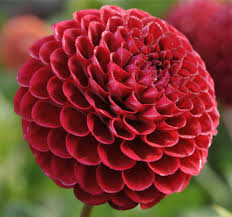 An information board in the aquarium will provide information about this fish. Vancouver Dahlia Society Home Facebook