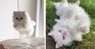 Now, are you ready to meet 22 different white cat breeds? Ghost Cats White Fluffy Cat Appreciation I Can Has Cheezburger
