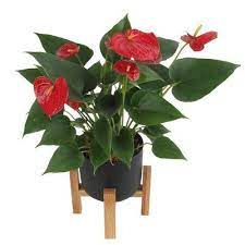 Costa Farms 10 Live Anthurium Plant In Planter Anthurium Plant Anthurium Plants