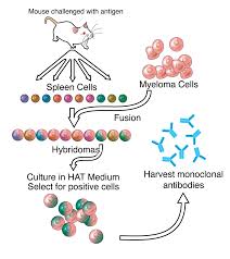 Monoclonal Antibody Wikipedia