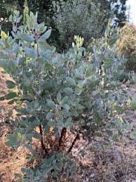 Image result for Asystasia glandulosa