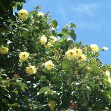 Image result for Hibiscus tiliaceus