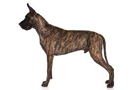 It sometimes takes him 15 minutes to finally get up and start walking around. Great Dane Dog Breed Information
