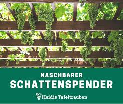Pergola Begrunung Mit Genussfaktor Pergola Garten Trauben