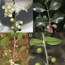 Image result for Memecylon torrei