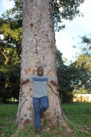 Image result for Khaya grandifoliola