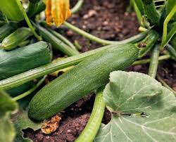 Also known as cucuzzi, gagootza, and serpente de sicilia. Cucuzza Squash Plants How To Grow And Care For Cucuzza Italian Squash