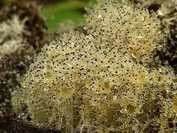 Image result for Sporobolus pectinellus