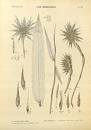 Image result for Oxytenanthera abyssinica