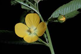 Image result for Ludwigia octovalvis