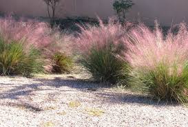 Winterharte Ziergraser Das Rosa Texasgras Muhlenbergia Capillaris Sorgt Fur Farbtupfer Im Herbstgarte In 2020 Ornamental Grasses Fall Garden Vegetables Summer Plants