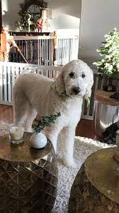 Toy Poodle Standard Poodle Poodle Puppy Standard Poodle Teddy Bear