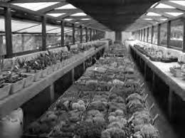 Image result for Cyperus breviradius