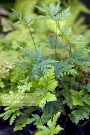 Image result for Doryopteris concolor