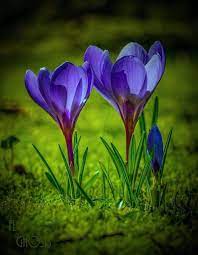 Crocus Flower Symbolism Crocus Flower Pretty Flowers Purple Flowers