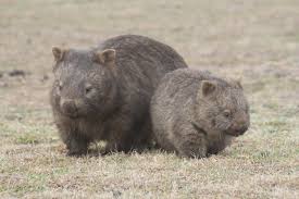 Pin By Taylor Sues On Wombats Animals And Pets Animals Wombat