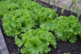 One variety, the celtuce (asparagus lettuce), is grown for its stems, which are eaten either. Vegetable Garden Batavia Lettuce Green Salad Harvest Vegetables Garden Green Green Leaves Plants Salad Pikist