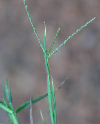 Image result for Digitaria calcarata