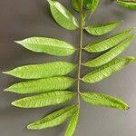 Image result for Pachylobus edulis