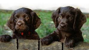 The american water spaniel is good with other dogs in the family, but can be aggressive toward strange dogs. American Water Spaniel Information Temperament Training Puppies Pictures