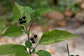 Image result for Solanum americanum
