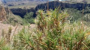 Image result for Tristachya lualabaensis