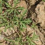 Image result for Ipomoea coptica