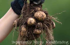 The bags should last for several growing seasons. How To Prepare Garden Potatoes For Long Term Storage