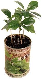 Microgiardini The Flower In A Can S Blog Coffee Bean Tree Coffee Plant Coffee Tree