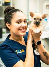 Meet The Team- Veterinarians and Support