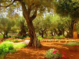 According to the gospel of matthew, judas immediately regretted his actions and returned the 30 pieces of silver to church authorities, saying i. Garden Of Gethsemane Spectacular But For Us The Garden Of Gethsemane Is The Most Memorable Jesus Prayed Garden Of Gethsemane Holy Land Israel Jerusalem
