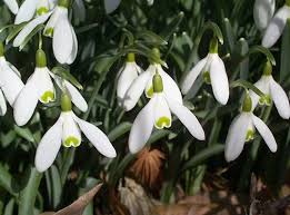 Snowdrops Galanthus Bunch Of Red Roses Garden Show White Flowers