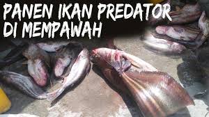 Cara memotong ikan tapah dan cara ikat perbambut dua mata udang galah #ikantapah #tutorial. Tag Ikan Tapah Video Penampakan Ikan Tapah Di Lokasi Karhutla Mempawah Predator Air Tawar Jadi Sumber Penghasilan Tribun Pontianak