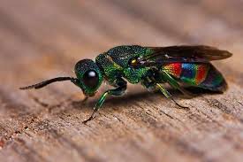 Bir Guguk Kusu Gibi Gok Kusagi Renklerine Sahip Olan Yaban Arisi Animals Beautiful Colorful Animals Animals Wild