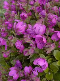 Shipped directly to your door. Purple Flowering Tree Identification Uk Flix It