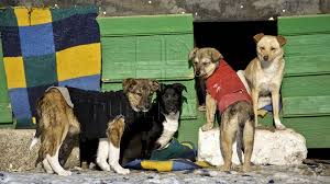 R.e.a.d.c turda, împreună cu tasso e.v germania, dedică acțiunea de informare/educare, înregistrare/identificare, castrare/sterilizare și vaccinare, organizată pe raza uat sulina, zilei internaționale a animalelor (4 octombrie). 4 Aprilie Ziua InternaÅ£ionalÄ A Animalelor FÄrÄ StÄpan Publika Md Aici Sunt Ètirile