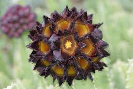 Image result for Ceropegia speciosa