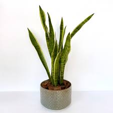 Whether indoors, in your garden or on your balcony, these spiky beauties can put up with almost anything. Indoor Snake Plant Buy Flowers In Dubai Uae Gifts