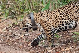 Leopards are the smallest feline members of the panthera genus. What Is The Difference Between A Jaguar And A Leopard Londolozi Blog